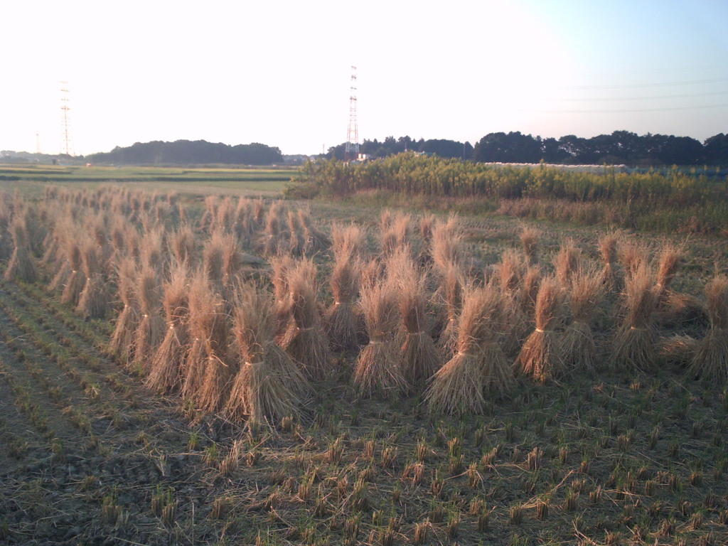 2016/10/15_夕暮れの田んぼ