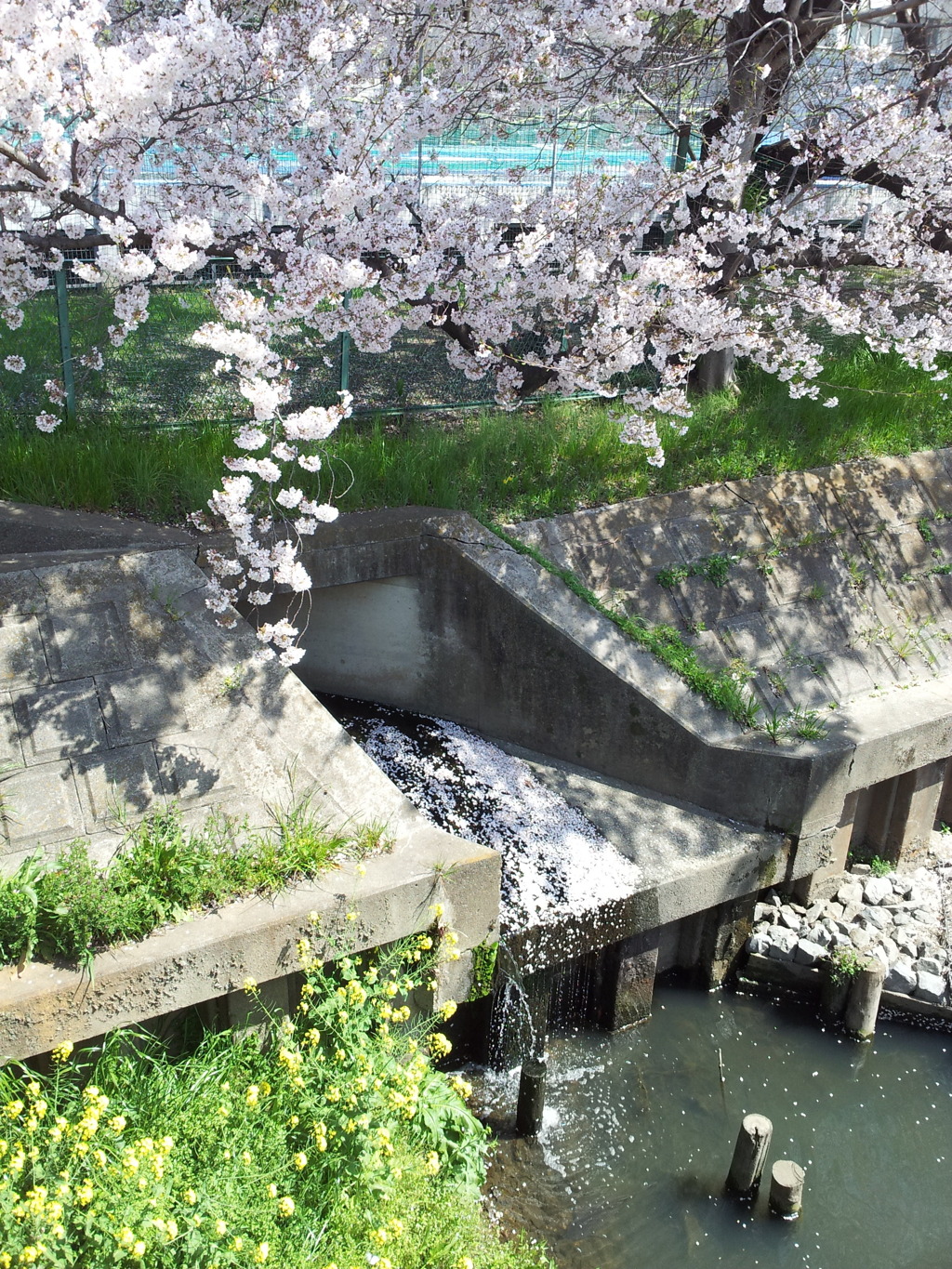 2019/04/06_芝川の桜と菜の花