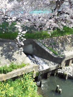 2019/04/06_芝川の桜と菜の花