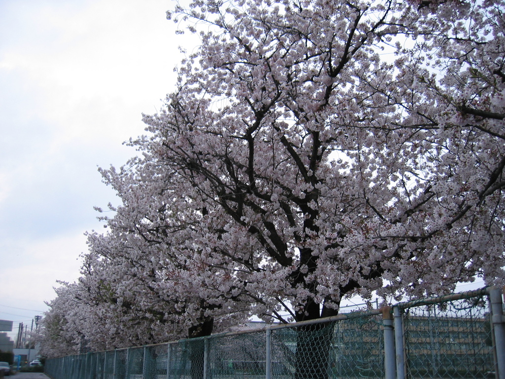 2017/04/09_曇天の桜