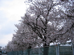 2017/04/09_曇天の桜