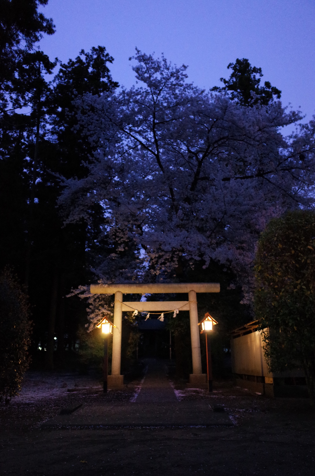 2015/04/04_伊奈崇霊社の夕暮れ桜