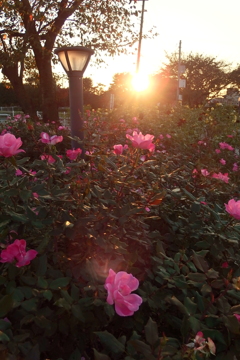 2015/10/18_夕暮れの伊奈バラ園