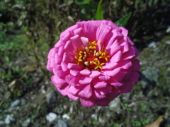 2017/10/09_外秩父山中の百日草?