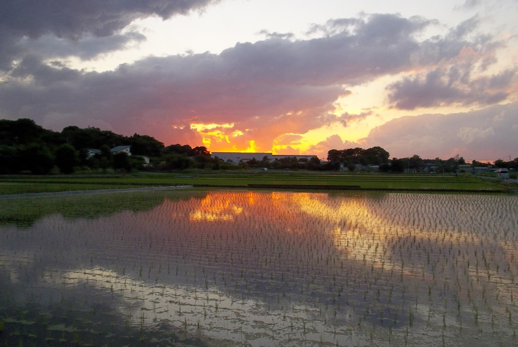 2015/06/06_水田の夕暮れ