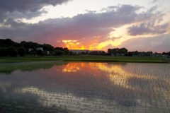 2015/06/06_水田の夕暮れ