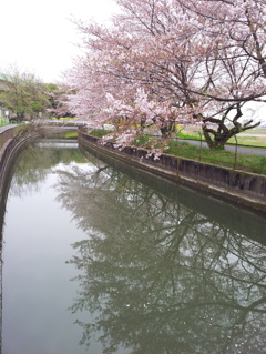 2016/04/10_見沼代用水の桜（と菜の花）