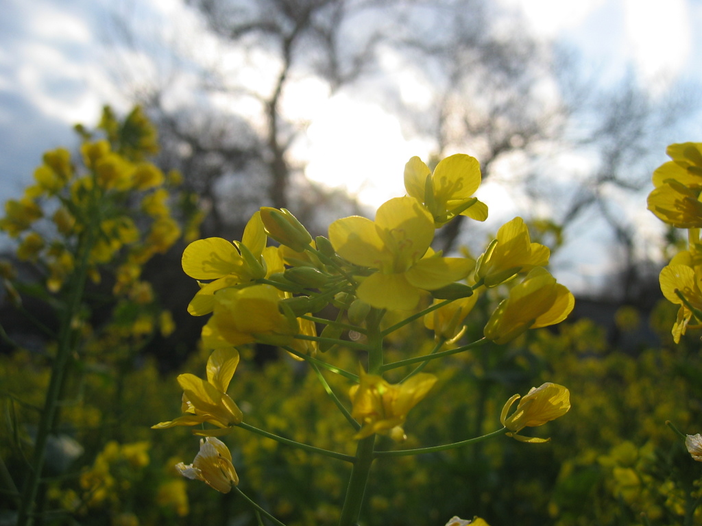 2016/03/26_菜の花
