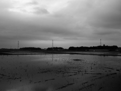 2017/05/27_水田の曇天