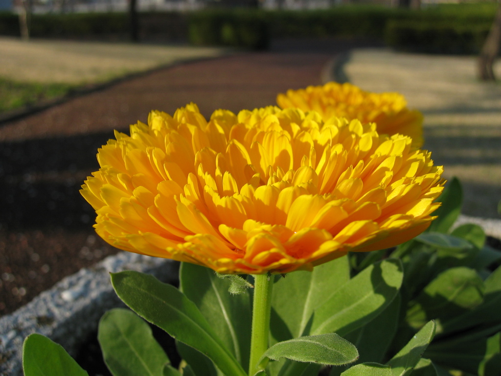 2016/03/19_花の丘農林公苑