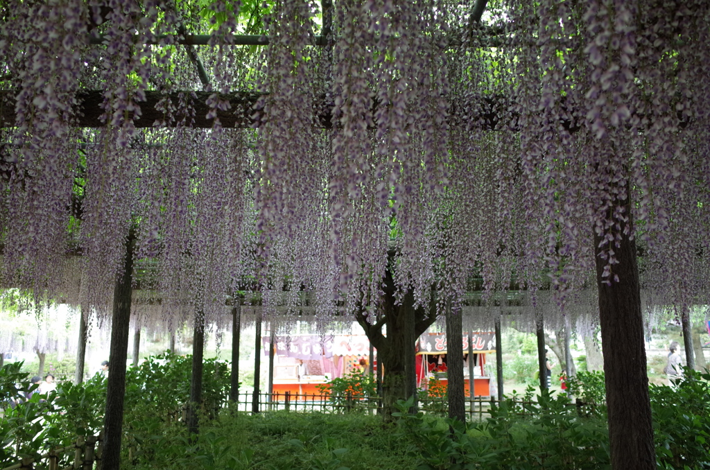 2015/05/03_玉敷公園の藤
