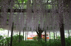 2015/05/03_玉敷公園の藤