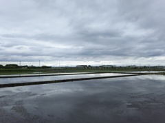 2017/05/14_水田の曇天