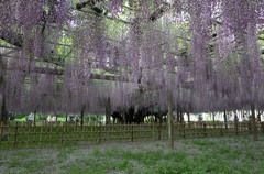 2015/05/03_玉敷公園の藤