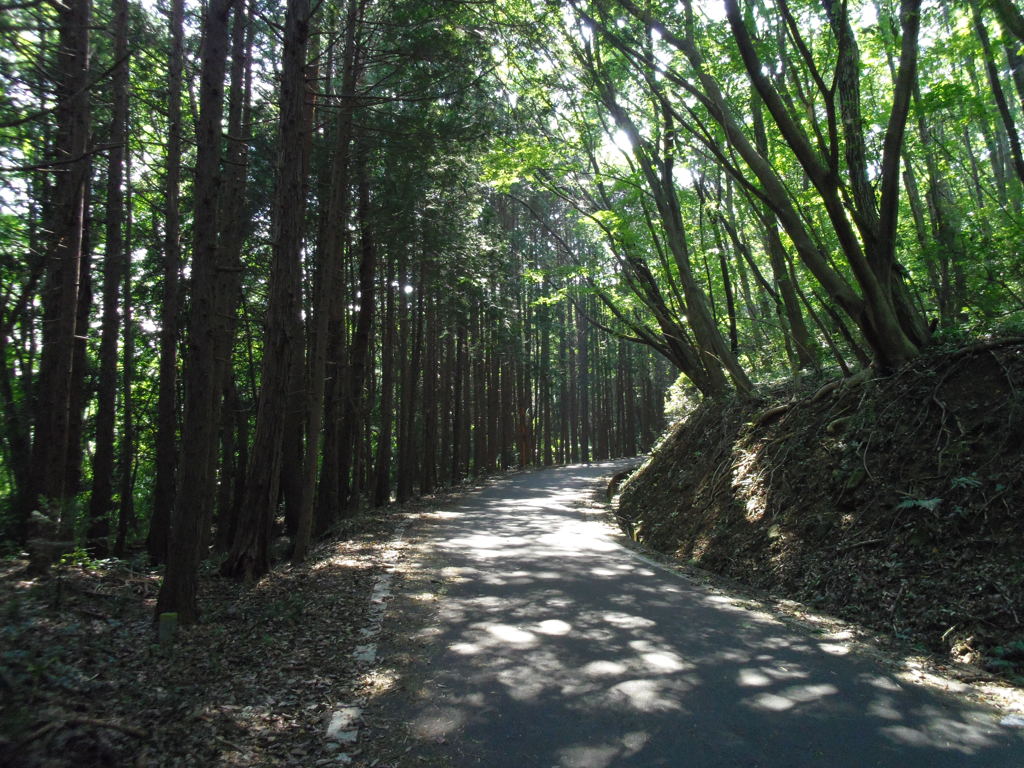 2017/09/10_木漏れ日の林道
