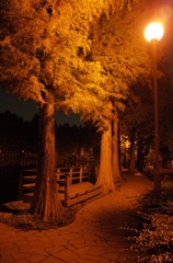 2014/11/02_夜の別所沼公園
