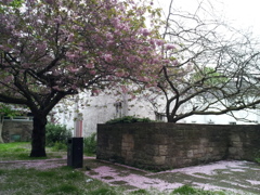 2016/05/20_Lochend Closeの八重桜