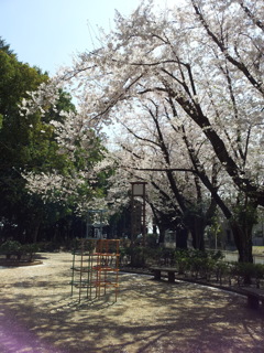 2019/04/06_氷川児童公園の桜