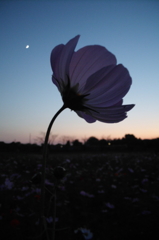 2015/10/18_蓮田駒崎の夕暮れコスモス