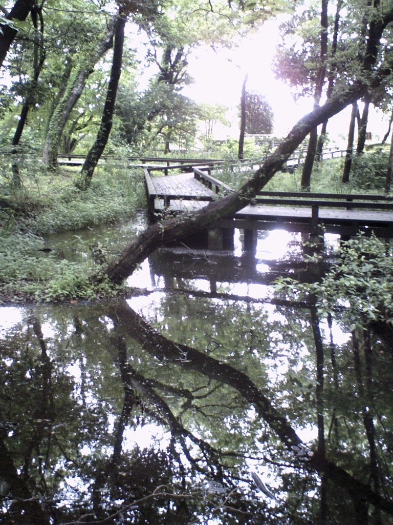 2015/07/05_伊奈町制施行記念公園