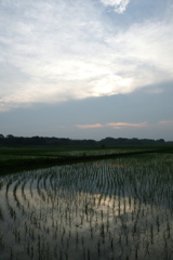 2016/07/02_水田の夕暮れ