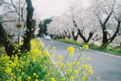 2016/04/03_城ヶ谷堤の桜と菜の花