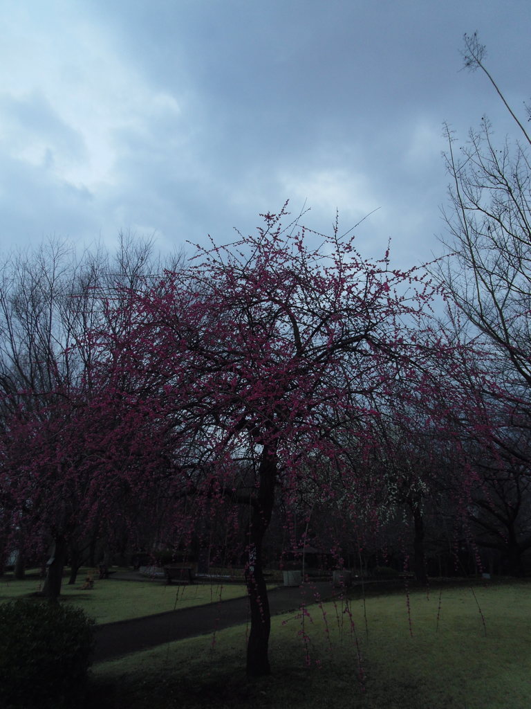 2016/02/28_花の丘農林公苑の枝垂れ梅