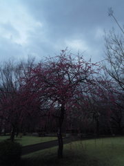 2016/02/28_花の丘農林公苑の枝垂れ梅