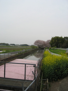 2016/04/10_見沼代用水の桜と菜の花