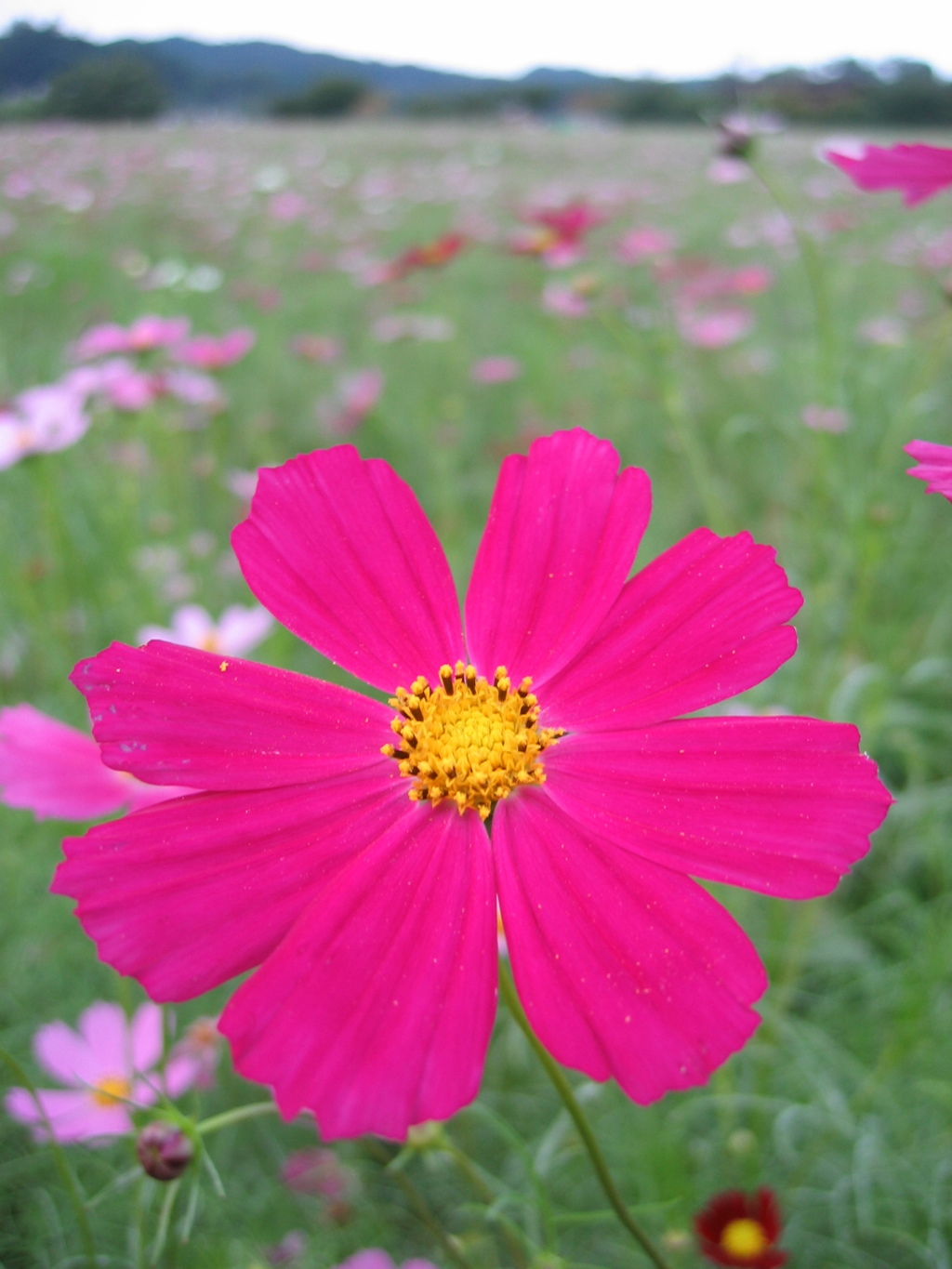 2016/09/10_巾着田のコスモス