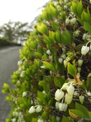 2018/04/16_美の山公園の花