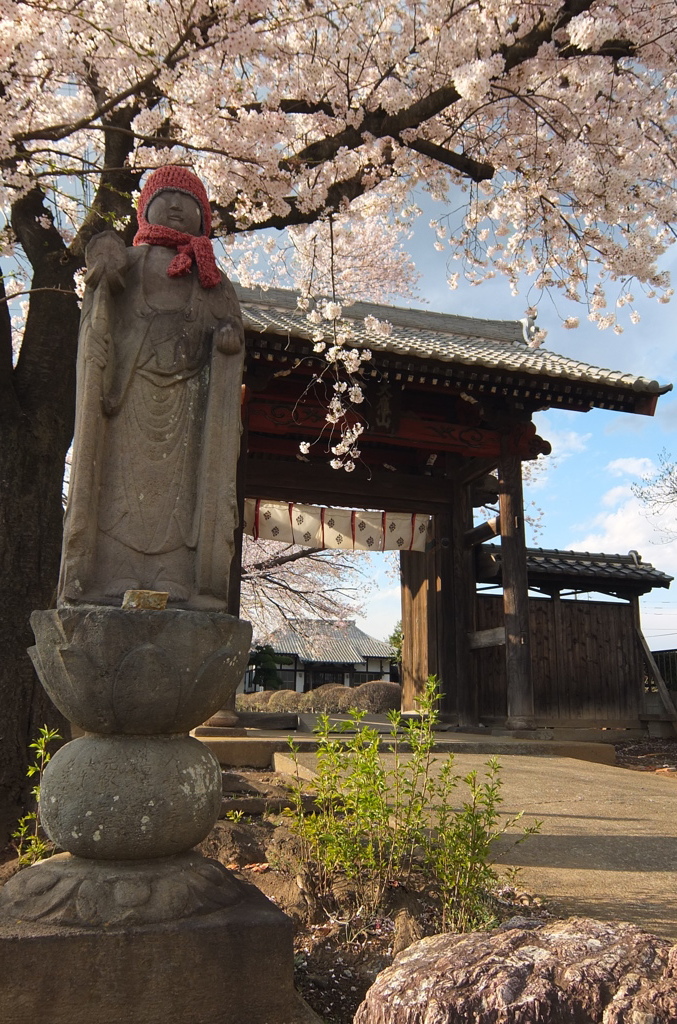 2014/04/05_観蔵院の桜