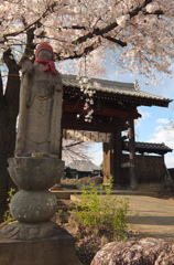 2014/04/05_観蔵院の桜