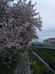 2017/04/09_芝川の桜と菜の花