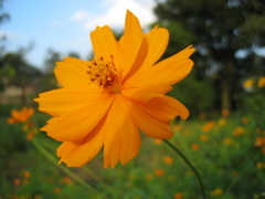 2016/09/10_キバナコスモス