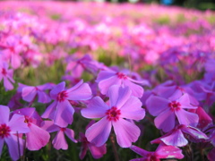 2017/04/23_花の丘農林公苑の芝桜