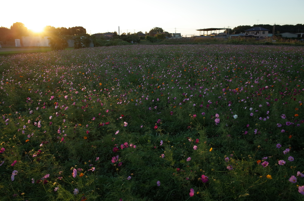 2015/10/25_夕暮れの蓮田駒崎コスモス畑