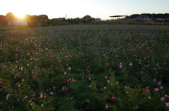 2015/10/25_夕暮れの蓮田駒崎コスモス畑