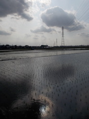 2017/06/11_水田に雲