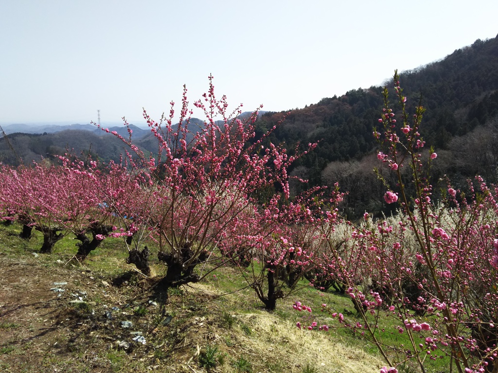 2018/03/25_花桃の郷