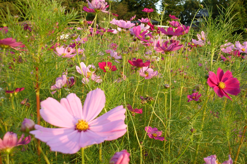 2014/06/14_伊奈バラ園のコスモス