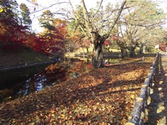 2016/11/14_弘前公園 内濠
