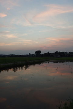 2015/07/25_水田の夕暮れ