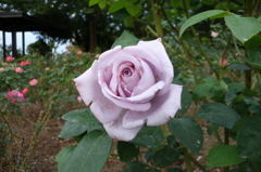 2014/10/12_伊奈バラ園の薔薇