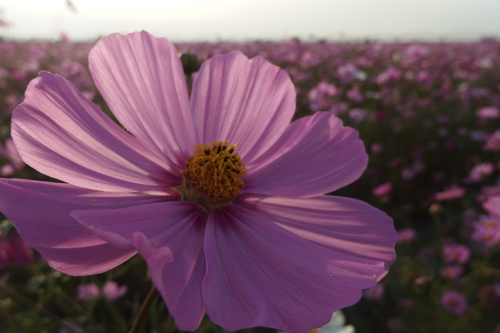 2015/11/01_吹上のコスモス畑