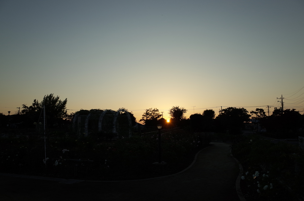 2015/10/18_伊奈バラ園の夕暮れ