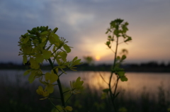 2016/04/16_溜め池の夕暮れと菜の花