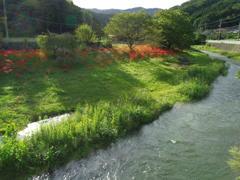2017/09/18_槻川と彼岸花