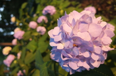 2014/06/14_伊奈アジサイ園