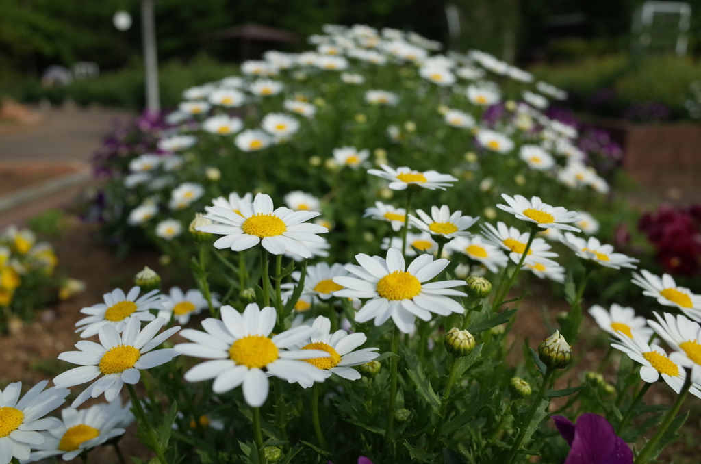 2015/04/29_伊奈バラ園のマーガレット